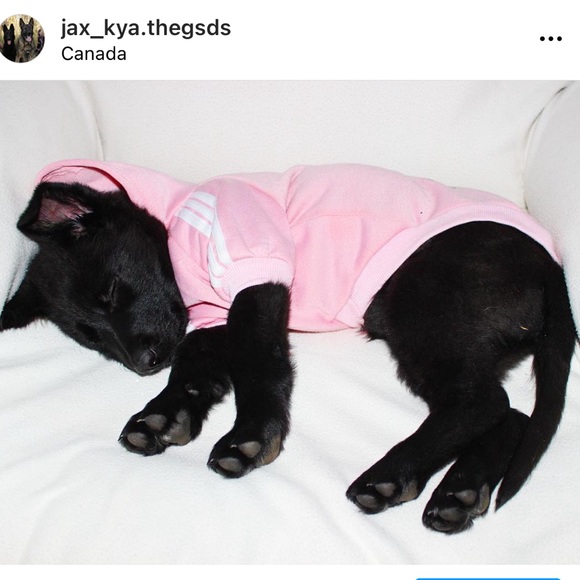 Adidog Hoodie - Picture 3 of 10